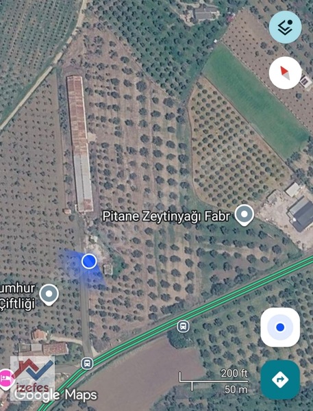 Çandarlı Anayola Cepheli Satılık Zeytinlik