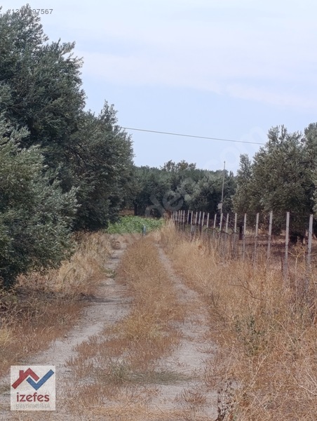 Çandarlı Anayola Cepheli Satılık Zeytinlik — fotoğraf 3