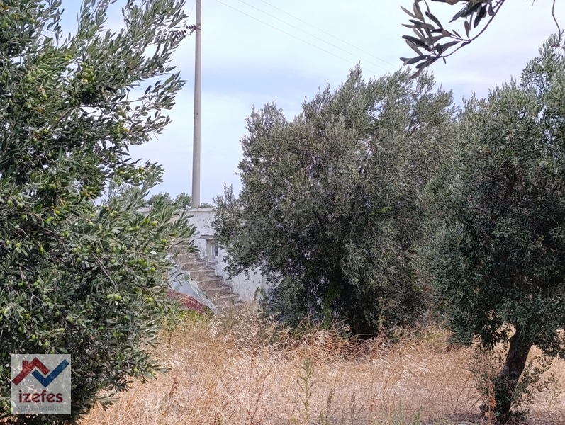 Çandarlı Anayola Cepheli Satılık Zeytinlik — fotoğraf 4