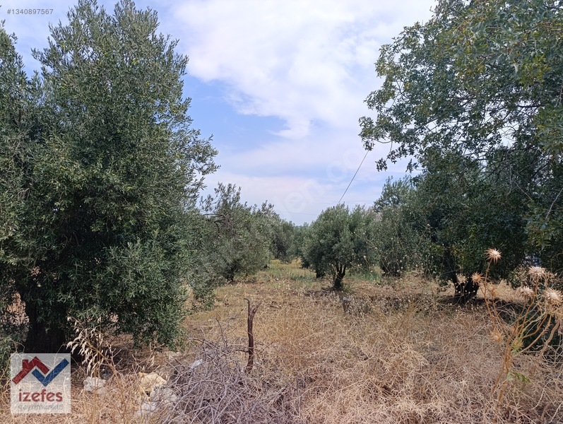 Çandarlı Anayola Cepheli Satılık Zeytinlik — fotoğraf 7