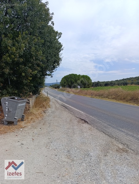 Çandarlı Anayola Cepheli Satılık Zeytinlik — fotoğraf 9