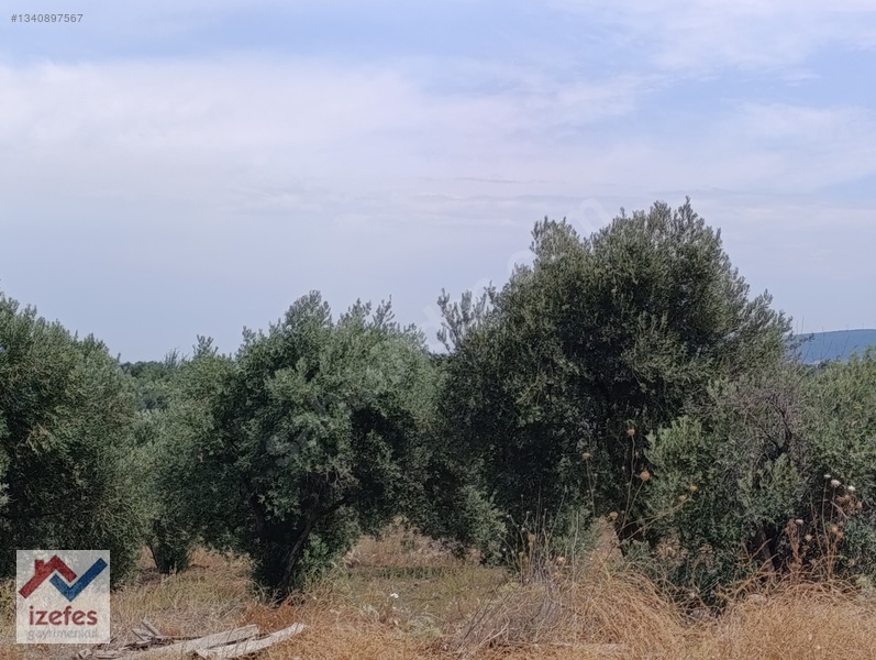 Çandarlı Anayola Cepheli Satılık Zeytinlik — fotoğraf 12