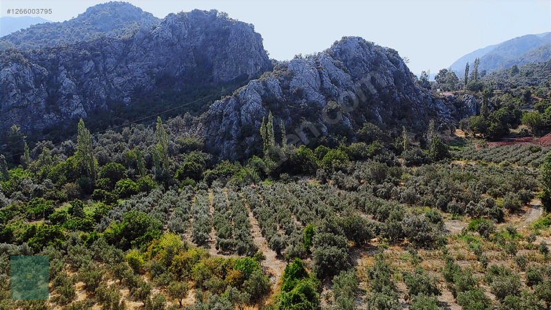 Söğütlüdere De 10 Dönüm Müstakil Tapulu Zeytinlik — fotoğraf 4
