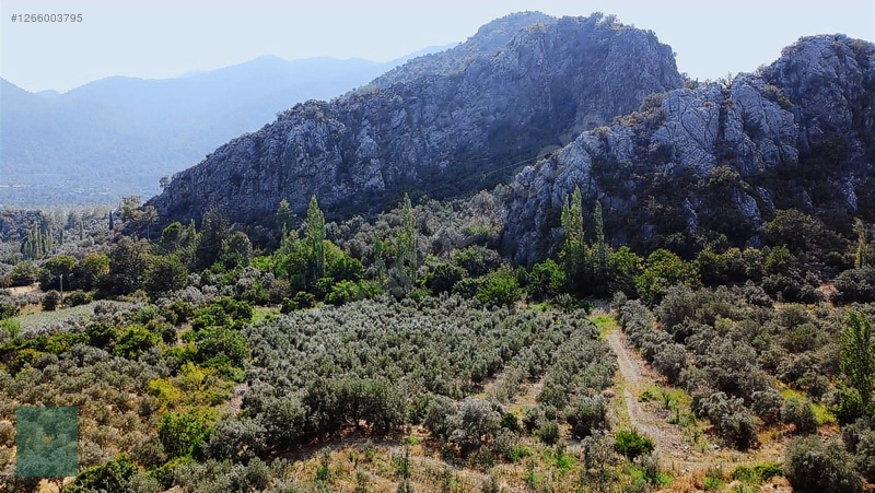 Söğütlüdere De 10 Dönüm Müstakil Tapulu Zeytinlik — fotoğraf 5