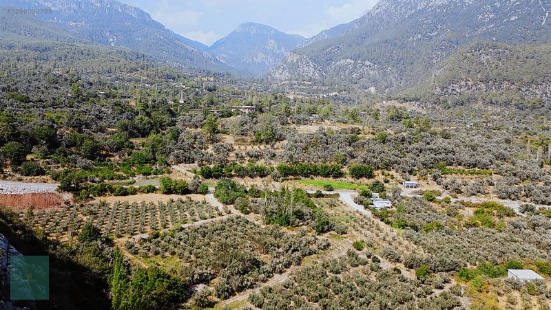 Söğütlüdere De 10 Dönüm Müstakil Tapulu Zeytinlik — fotoğraf 6