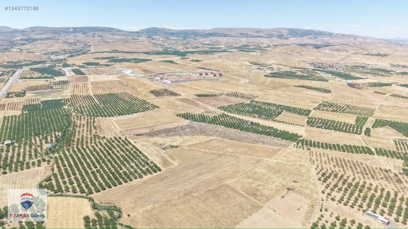 Akçadağ'da Kiralık Lavanta Bahçesi — fotoğraf 4