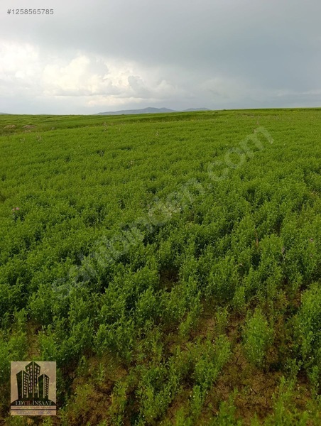 Geylani Emlaktan Diyarbakır Ergani Kıralan Köyünde Satılık Tarla — fotoğraf 4