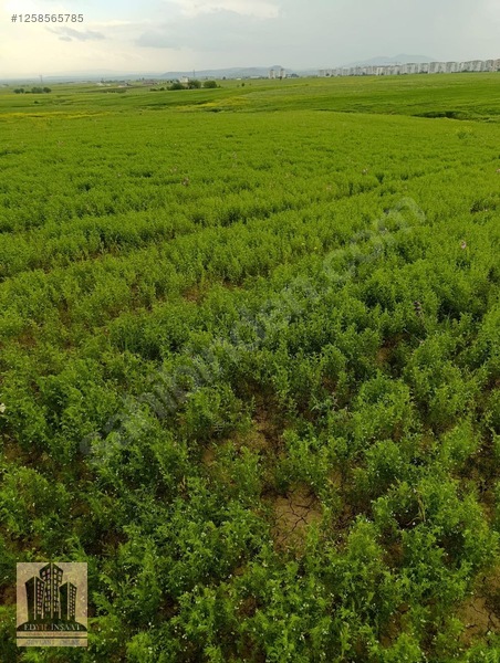 Geylani Emlaktan Diyarbakır Ergani Kıralan Köyünde Satılık Tarla — fotoğraf 16