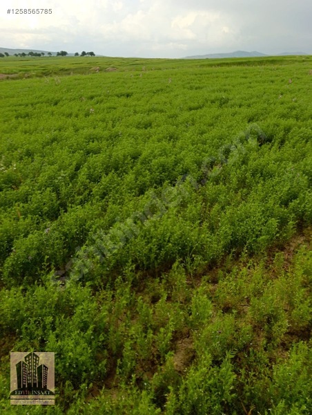 Geylani Emlaktan Diyarbakır Ergani Kıralan Köyünde Satılık Tarla — fotoğraf 24