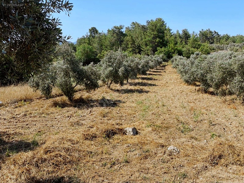 Alaçam Köyünde Yola Sıfır 1.740 M2 Tarla Vasıflı Zeytinlik