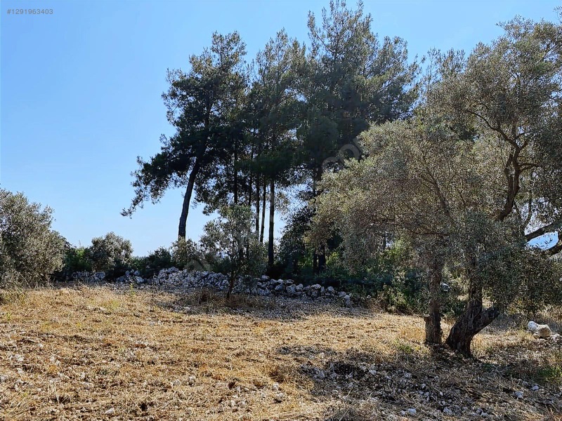 Alaçam Köyünde Yola Sıfır 1.740 M2 Tarla Vasıflı Zeytinlik — fotoğraf 2