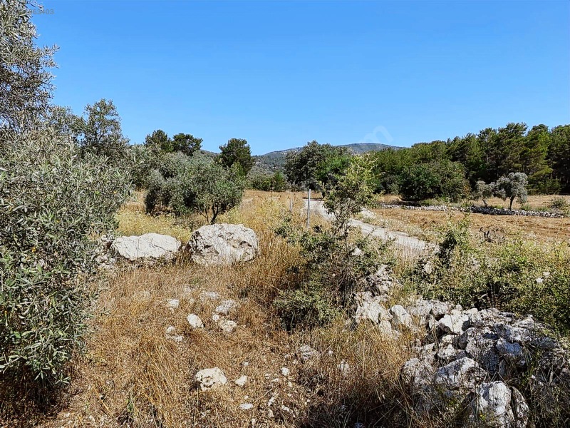 Alaçam Köyünde Yola Sıfır 1.740 M2 Tarla Vasıflı Zeytinlik — fotoğraf 3
