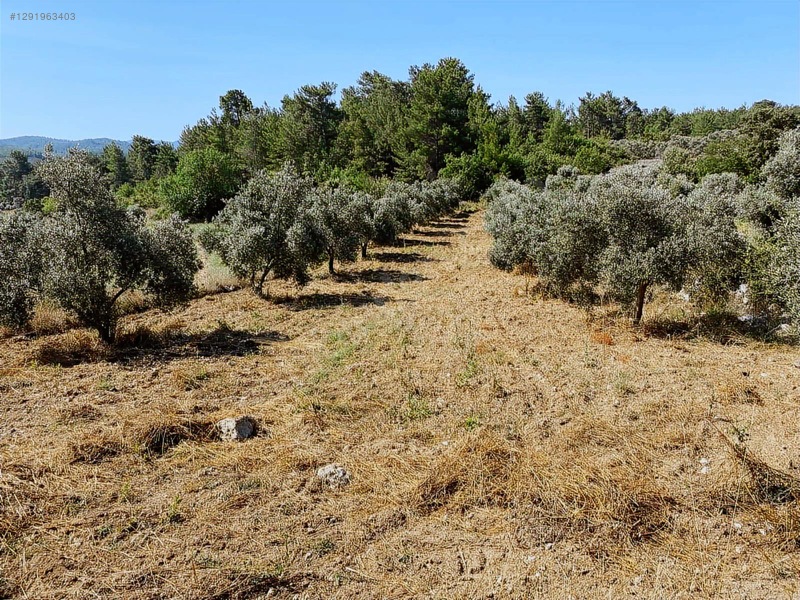 Alaçam Köyünde Yola Sıfır 1.740 M2 Tarla Vasıflı Zeytinlik — fotoğraf 4