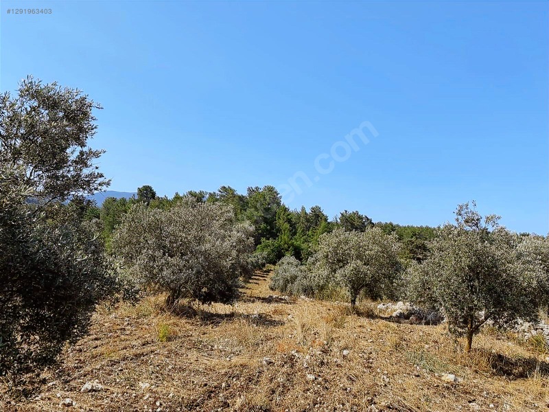 Alaçam Köyünde Yola Sıfır 1.740 M2 Tarla Vasıflı Zeytinlik — fotoğraf 5