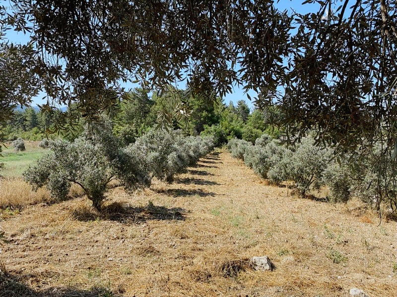 Alaçam Köyünde Yola Sıfır 1.740 M2 Tarla Vasıflı Zeytinlik — fotoğraf 6