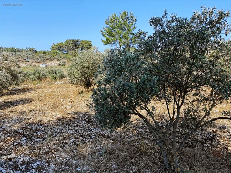 Alaçam Köyünde Yola Sıfır 1.740 M2 Tarla Vasıflı Zeytinlik — fotoğraf 7