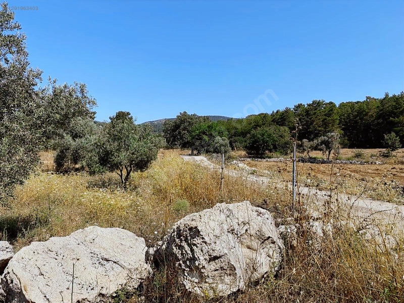 Alaçam Köyünde Yola Sıfır 1.740 M2 Tarla Vasıflı Zeytinlik — fotoğraf 8