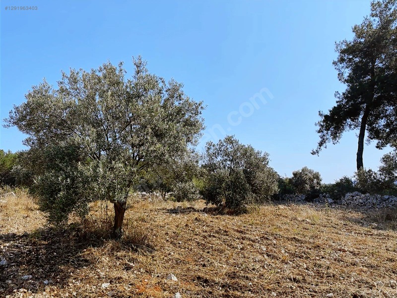 Alaçam Köyünde Yola Sıfır 1.740 M2 Tarla Vasıflı Zeytinlik — fotoğraf 9