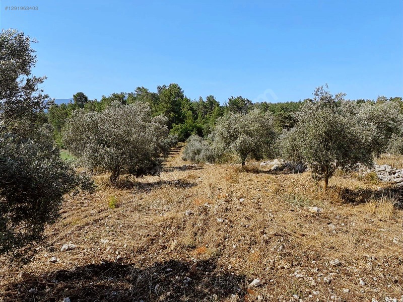Alaçam Köyünde Yola Sıfır 1.740 M2 Tarla Vasıflı Zeytinlik — fotoğraf 10