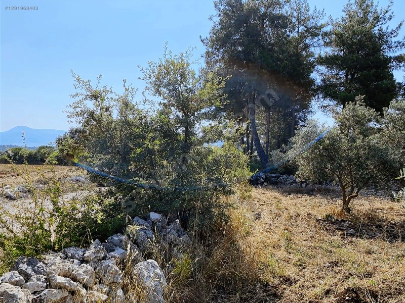 Alaçam Köyünde Yola Sıfır 1.740 M2 Tarla Vasıflı Zeytinlik — fotoğraf 12