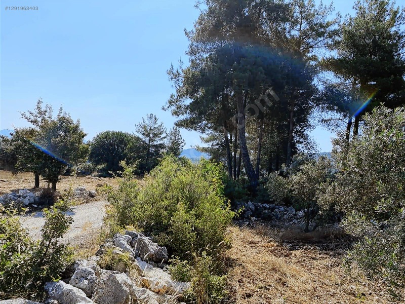 Alaçam Köyünde Yola Sıfır 1.740 M2 Tarla Vasıflı Zeytinlik — fotoğraf 14