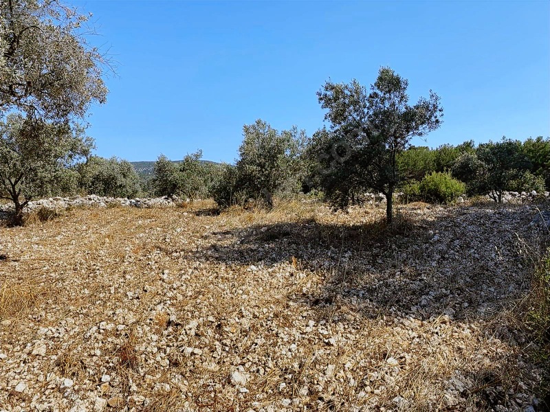Alaçam Köyünde Yola Sıfır 1.740 M2 Tarla Vasıflı Zeytinlik — fotoğraf 15