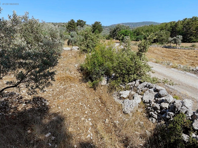 Alaçam Köyünde Yola Sıfır 1.740 M2 Tarla Vasıflı Zeytinlik — fotoğraf 16