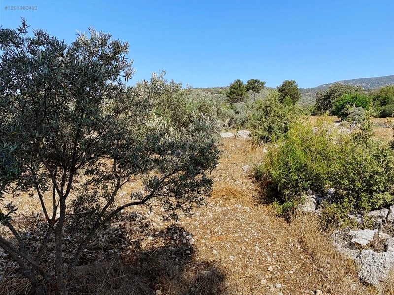 Alaçam Köyünde Yola Sıfır 1.740 M2 Tarla Vasıflı Zeytinlik — fotoğraf 17