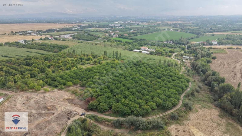 Hasırcılar'da Satılık 24 Dönüm Kayısı Bahçesi — fotoğraf 4