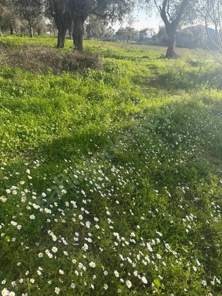 Şevketiye Mahallesinde Satılık Tarla — fotoğraf 7