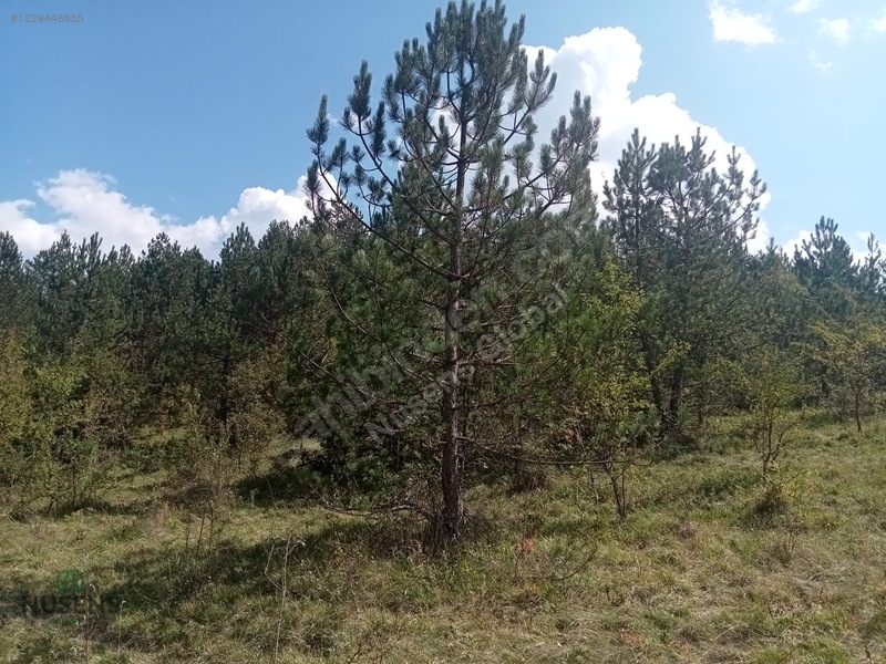 Kastamonu Horma Kanyonunda Otoparka Sıfır Kupon Arsa — fotoğraf 6