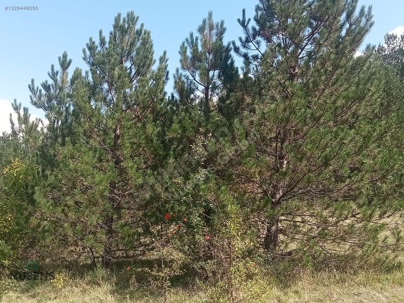 Kastamonu Horma Kanyonunda Otoparka Sıfır Kupon Arsa — fotoğraf 7