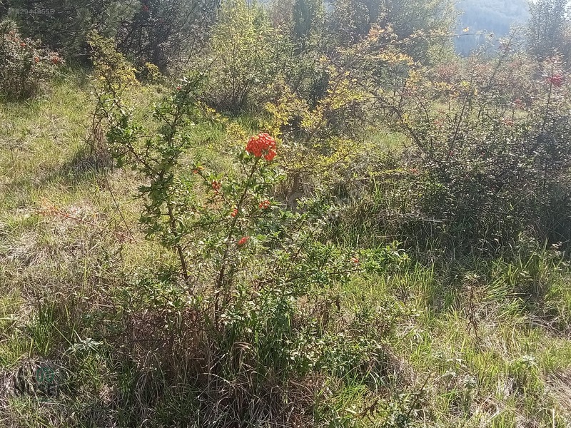 Kastamonu Horma Kanyonunda Otoparka Sıfır Kupon Arsa — fotoğraf 10