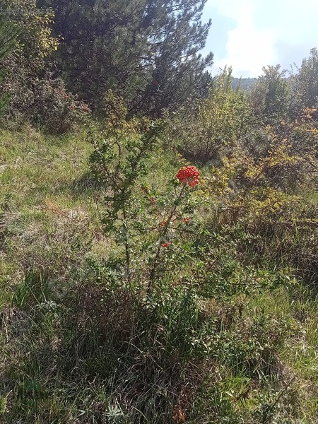 Kastamonu Horma Kanyonunda Otoparka Sıfır Kupon Arsa — fotoğraf 13