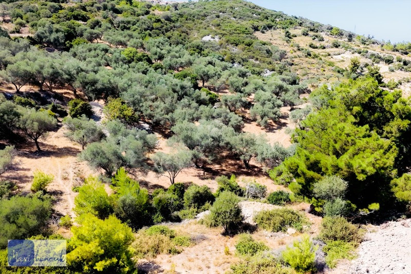 Mavi Boncuk'tan Mordoğanda Deniz Manzaralı Tarla — fotoğraf 18