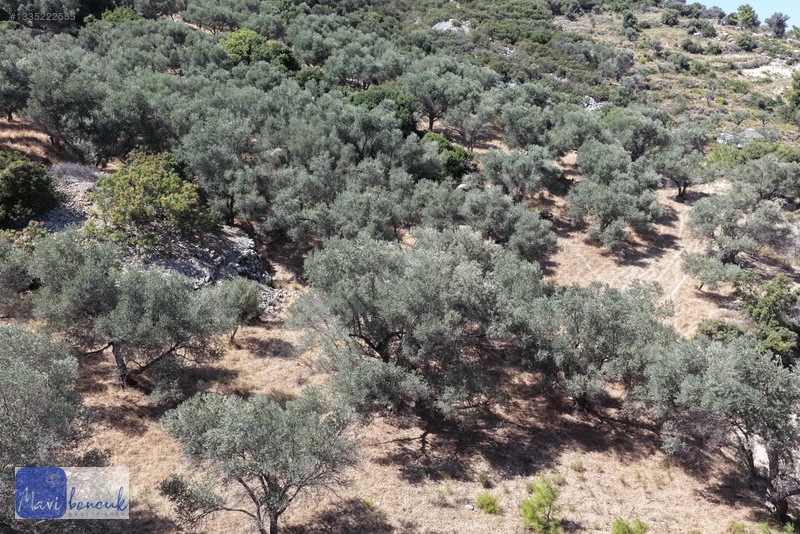 Mavi Boncuk'tan Mordoğanda Deniz Manzaralı Tarla — fotoğraf 20