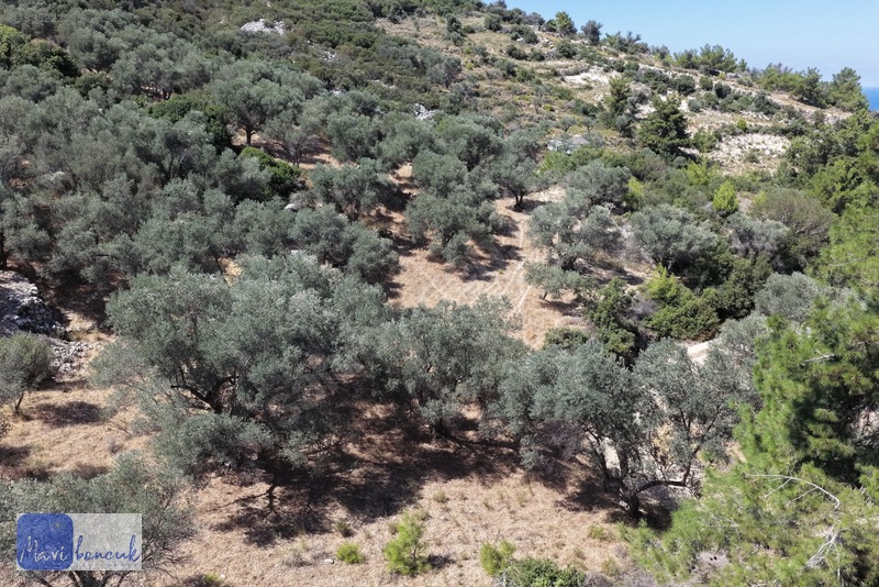 Mavi Boncuk'tan Mordoğanda Deniz Manzaralı Tarla — fotoğraf 22