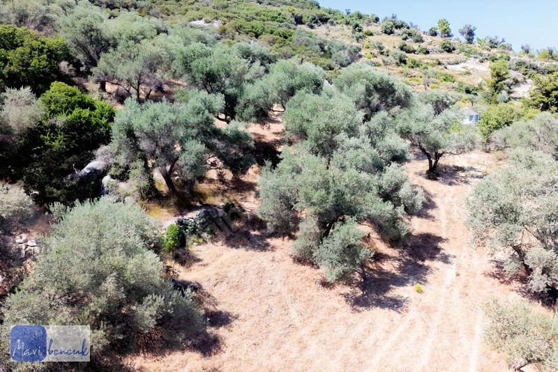 Mavi Boncuk'tan Mordoğanda Deniz Manzaralı Tarla — fotoğraf 24