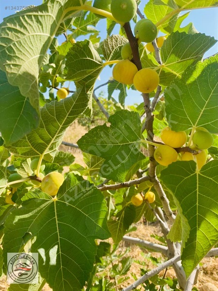 Azizoğlu Emlak'tan Satılık Bağ — fotoğraf 3