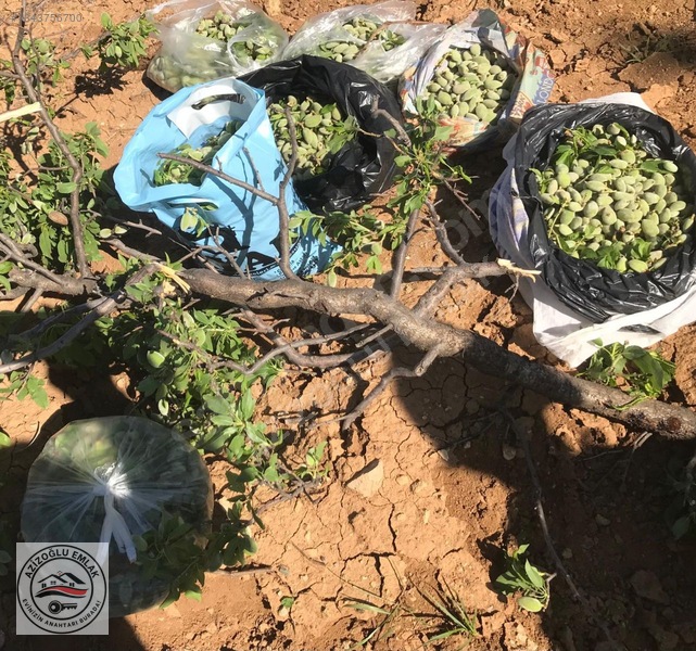 Azizoğlu Emlak'tan Satılık Bağ — fotoğraf 4