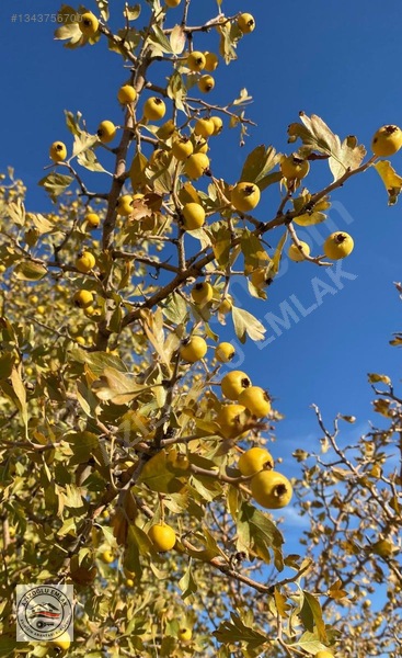 Azizoğlu Emlak'tan Satılık Bağ — fotoğraf 6
