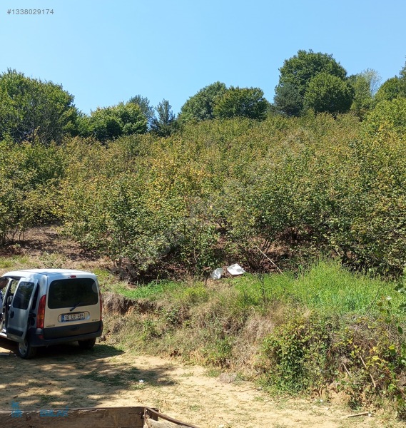 Bu Emlaktan Satılık Fındıklık — fotoğraf 8