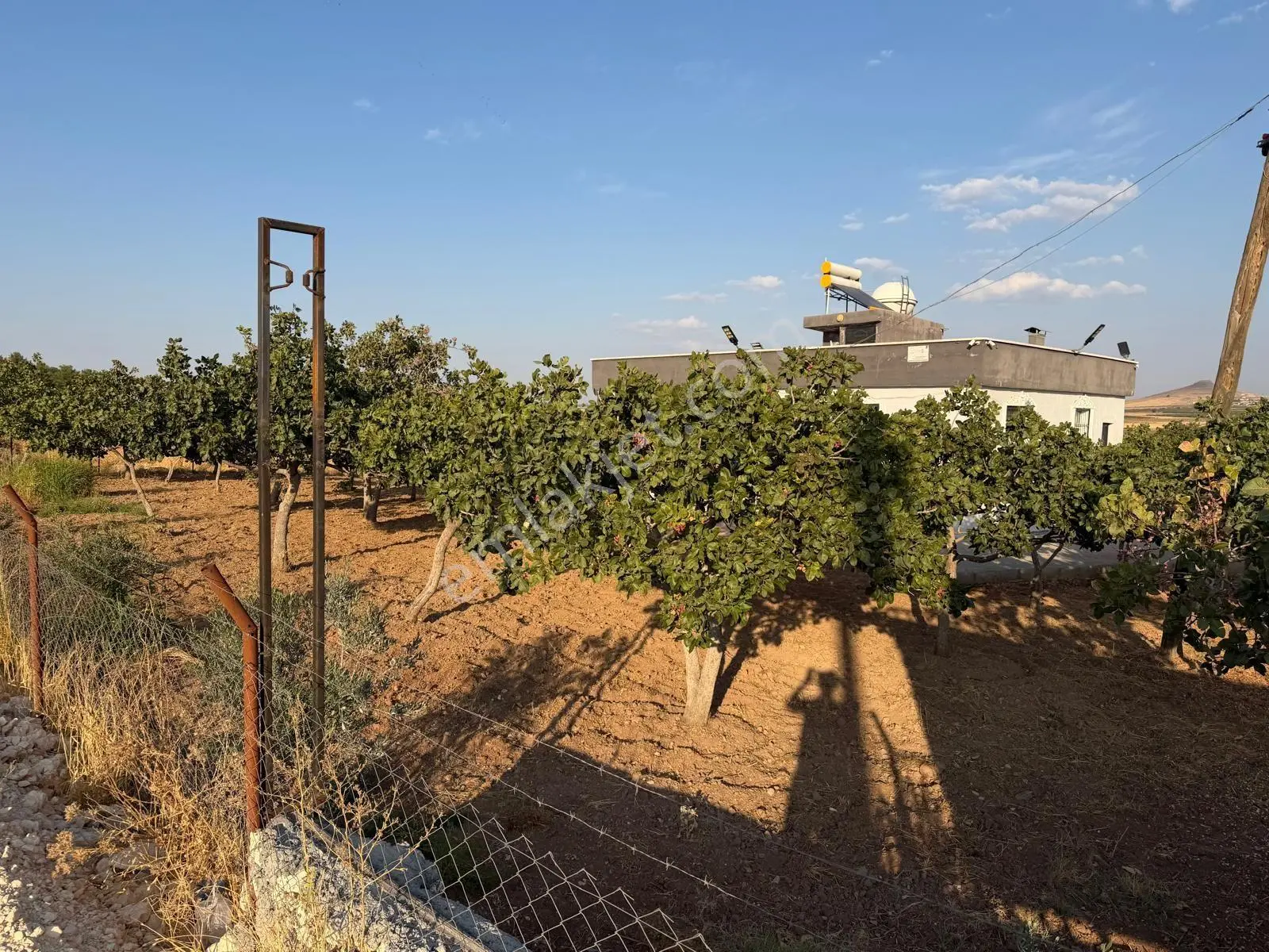 Karaköprüye 8. Km Uzaklıkta 2.246 M² Bağımsız Tek Tapulu Yatırımlık Fıstıklık