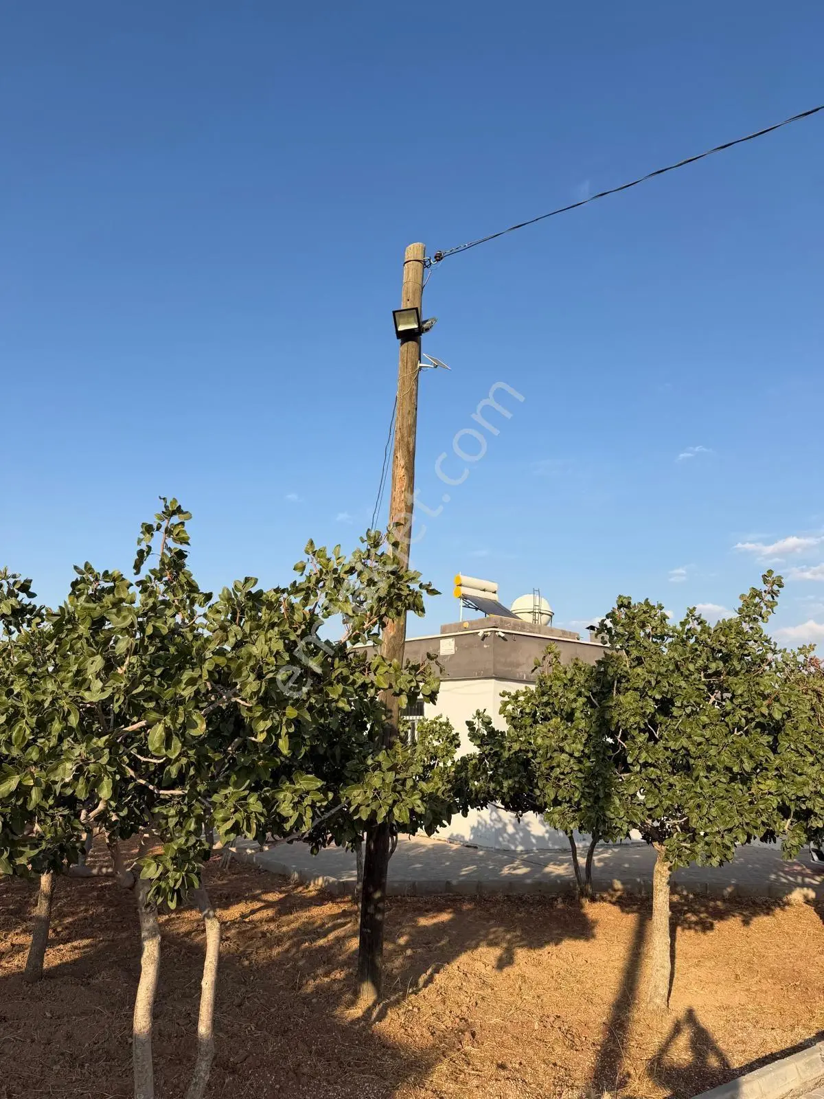 Karaköprüye 8. Km Uzaklıkta 2.246 M² Bağımsız Tek Tapulu Yatırımlık Fıstıklık — fotoğraf 7