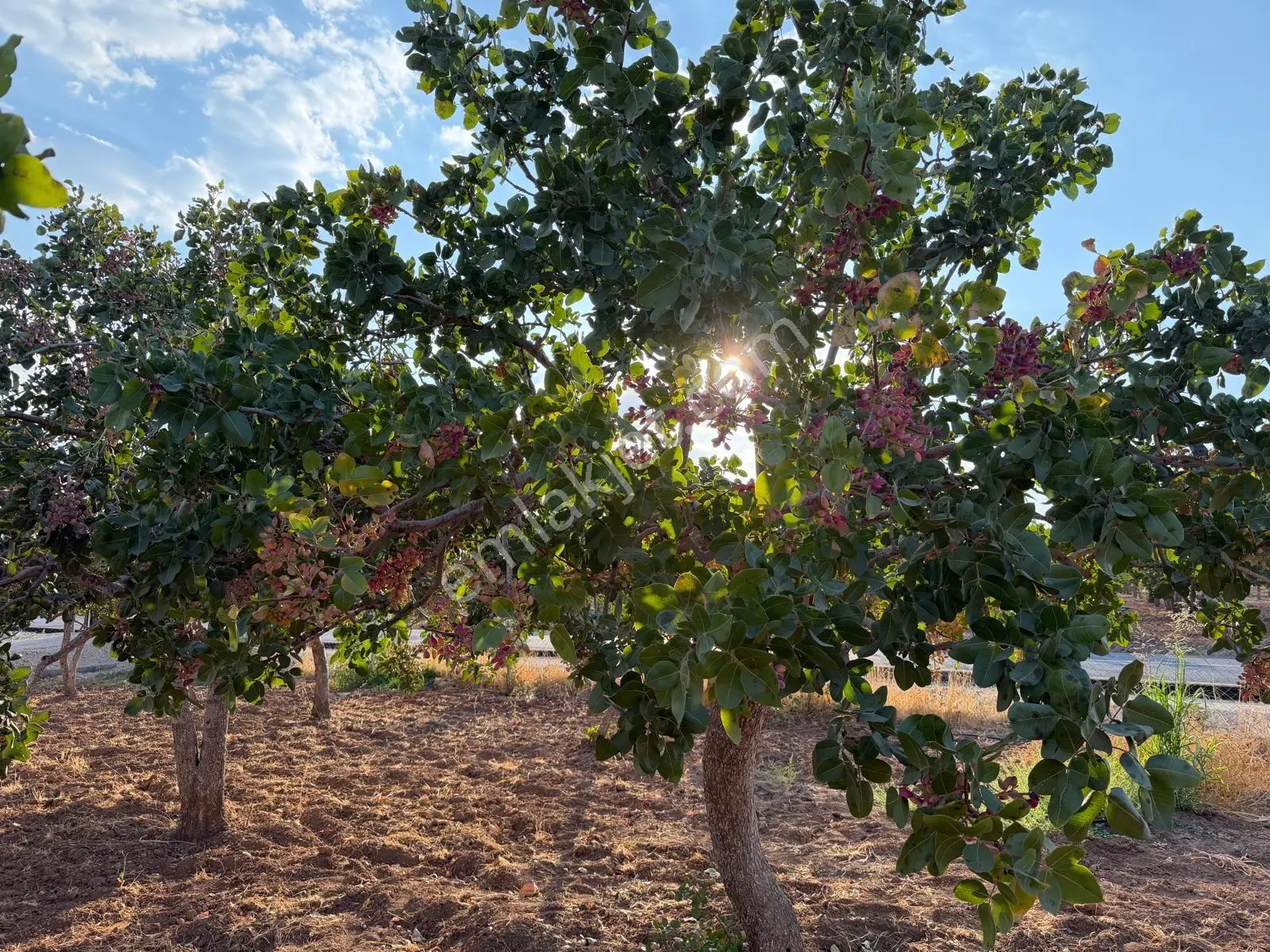 Karaköprüye 8. Km Uzaklıkta 2.246 M² Bağımsız Tek Tapulu Yatırımlık Fıstıklık — fotoğraf 10