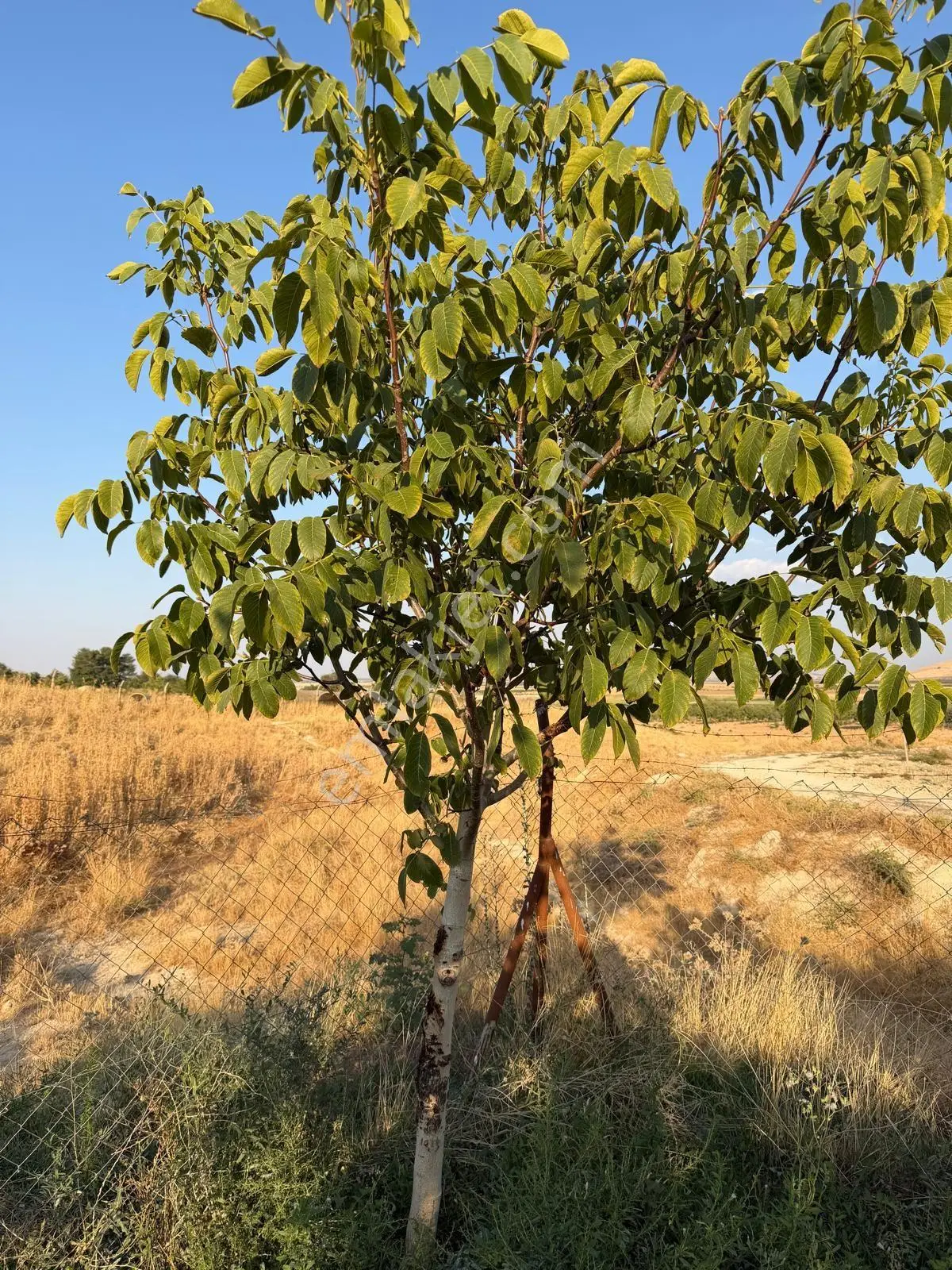 Karaköprüye 8. Km Uzaklıkta 2.246 M² Bağımsız Tek Tapulu Yatırımlık Fıstıklık — fotoğraf 15