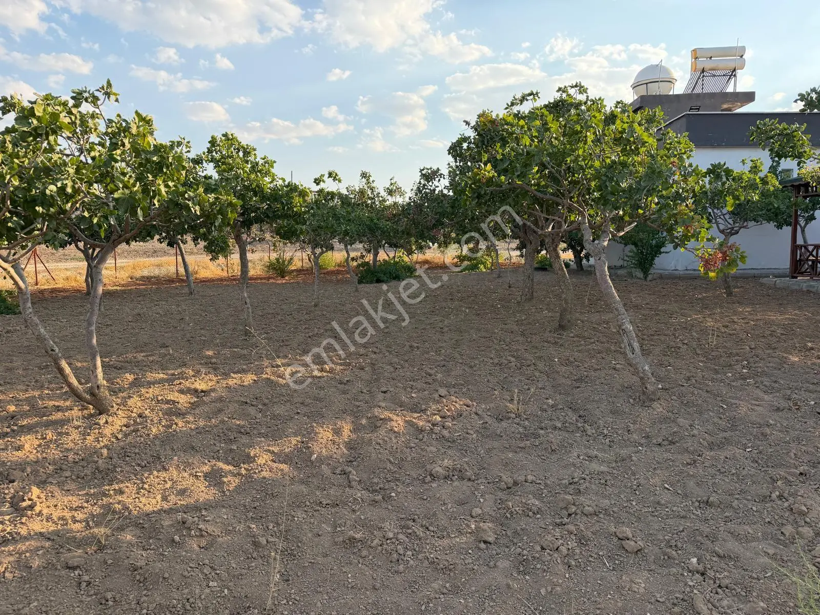 Karaköprüye 8. Km Uzaklıkta 2.246 M² Bağımsız Tek Tapulu Yatırımlık Fıstıklık — fotoğraf 16
