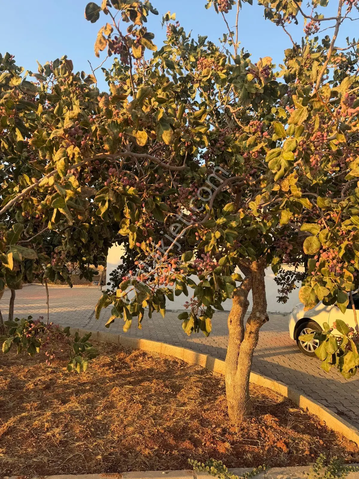 Karaköprüye 8. Km Uzaklıkta 2.246 M² Bağımsız Tek Tapulu Yatırımlık Fıstıklık — fotoğraf 31