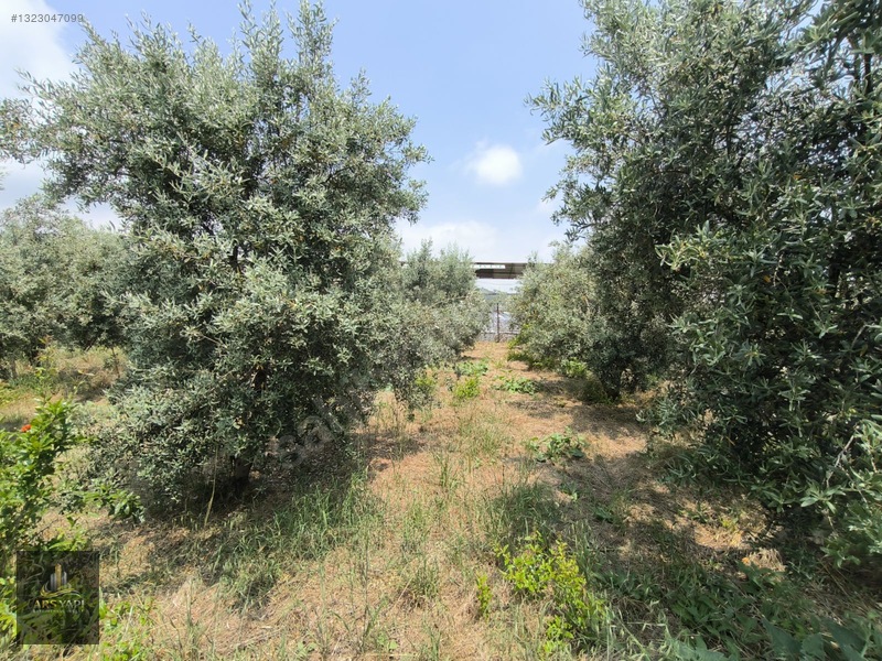 Ars Yapı Gayrimenkul'den Mersin Çopur'da Satılık 3.167 M2 Arsa — fotoğraf 6