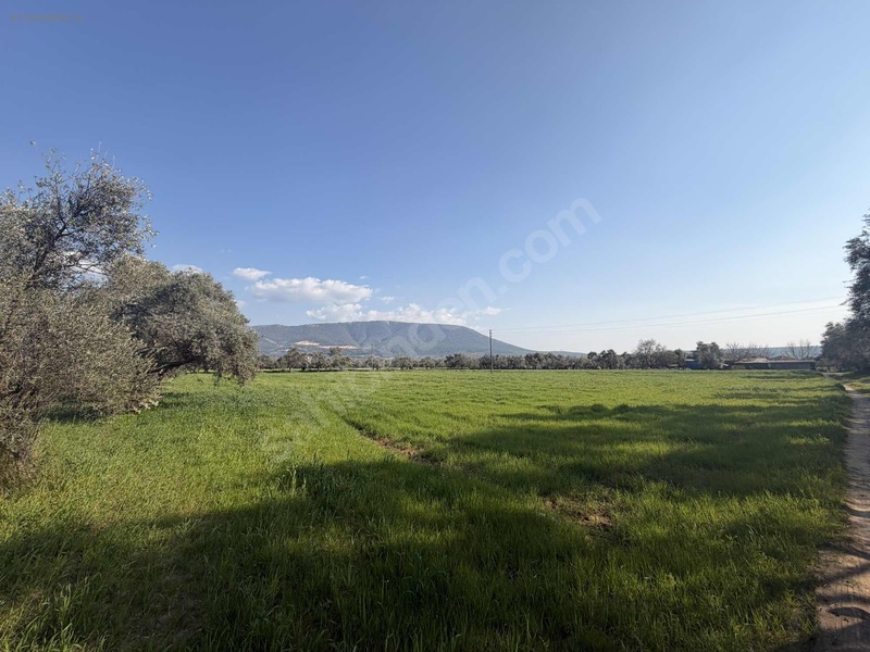 Muğla Milas Merkezde Satılık Değerli Arazi — fotoğraf 2